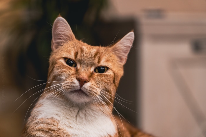 Orange tabby cat with white chest