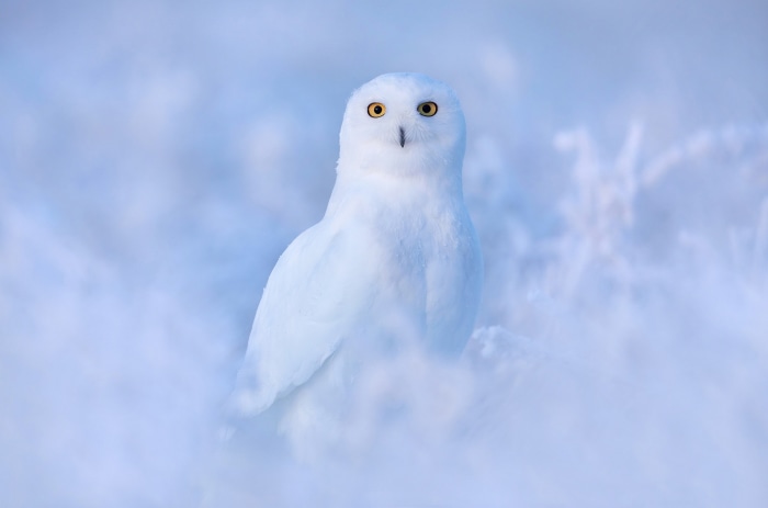 Snowy Owl in a Winter Landscape