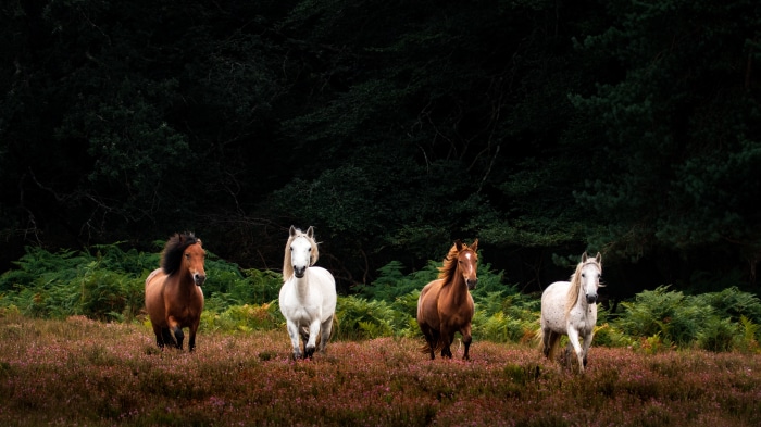 Four horses running in a field with trees