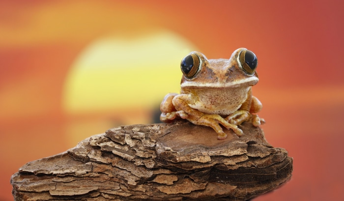 Frog on a log with sunset background