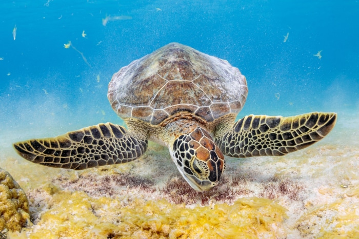 Green Sea Turtle Underwater 4K