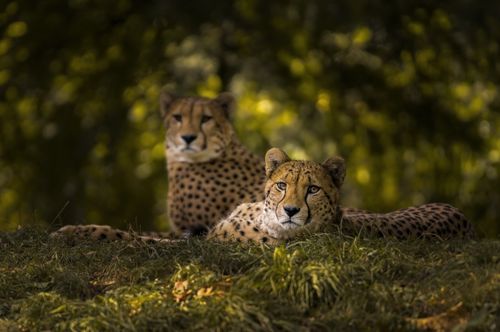 Two Cheetahs in a Grassy Area