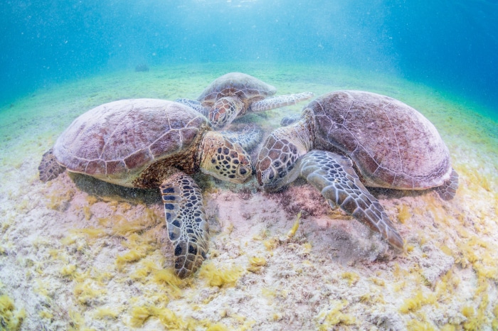 Four Sea Turtles on the Ocean Floor