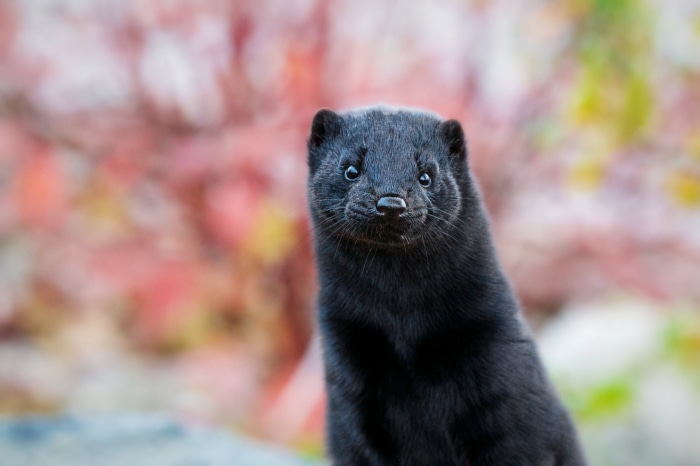 Black mink looking at the camera