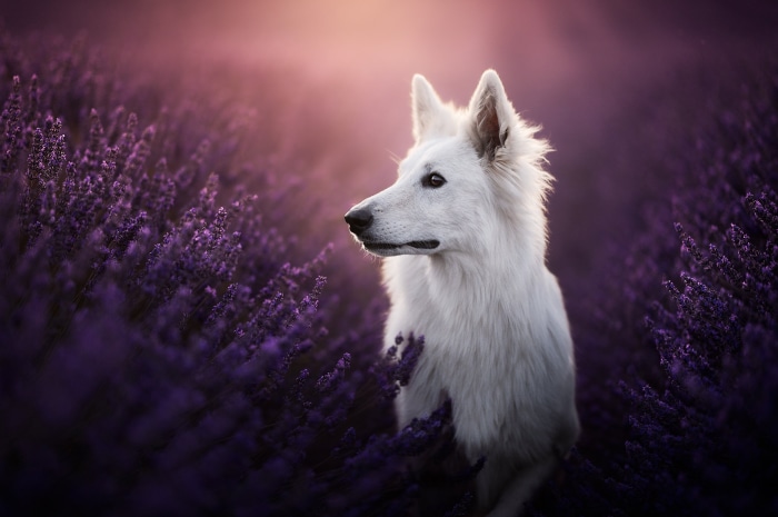 White Swiss Shepherd in Lavender Field