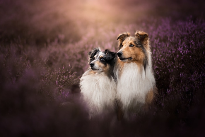 Two dogs sitting in a field of purple flowers