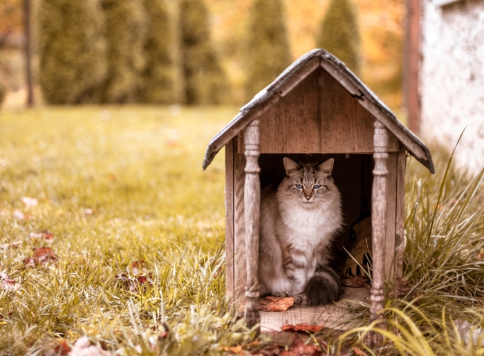 Cat sitting in a wooden dog house