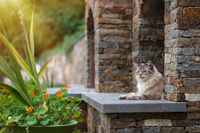 Cat sitting on stone ledge near plants