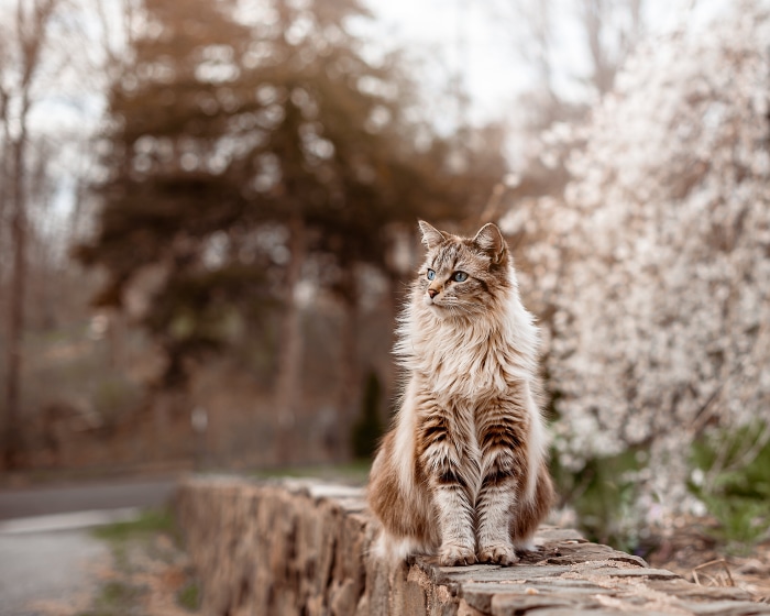 Fluffy cat sitting on a stone wall