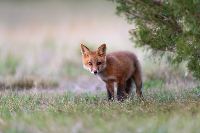 Young Fox in a Field
