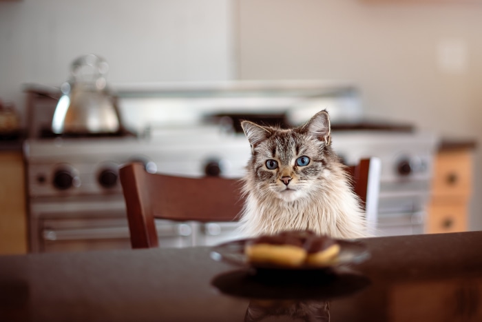 Cat sitting at a table with a donut