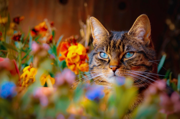 Tabby cat with blue eyes in colorful flowers