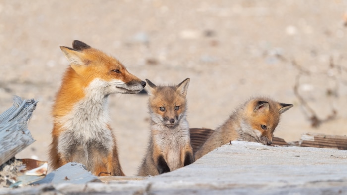 Red Fox Mother and Cubs