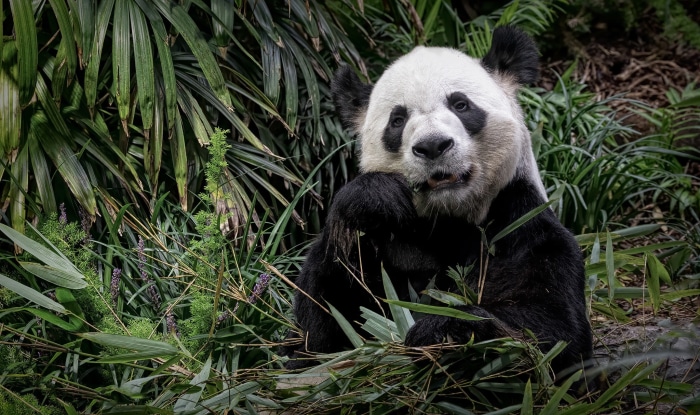 Giant Panda eating bamboo in a forest