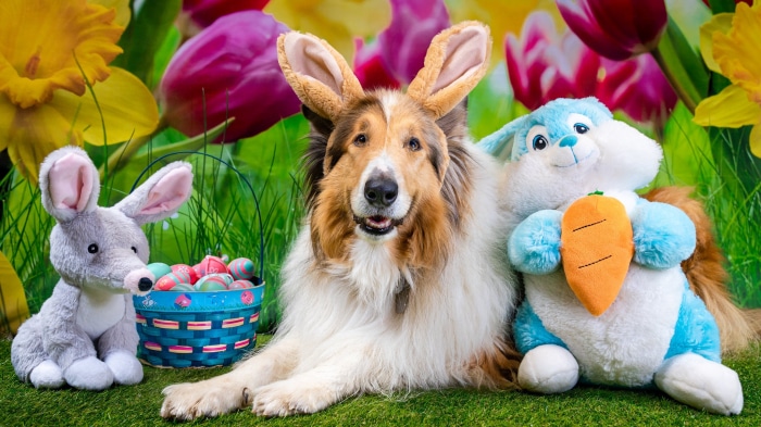 Collie dog with Easter bunny stuffed animals and eggs