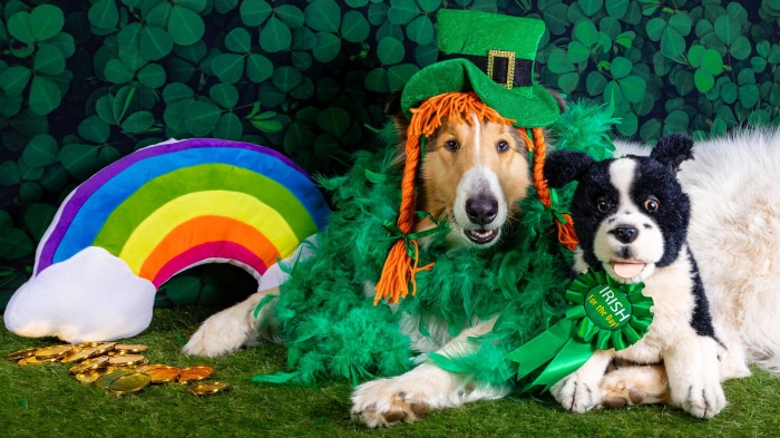 Dogs dressed for St. Patrick's Day with rainbow and gold coins