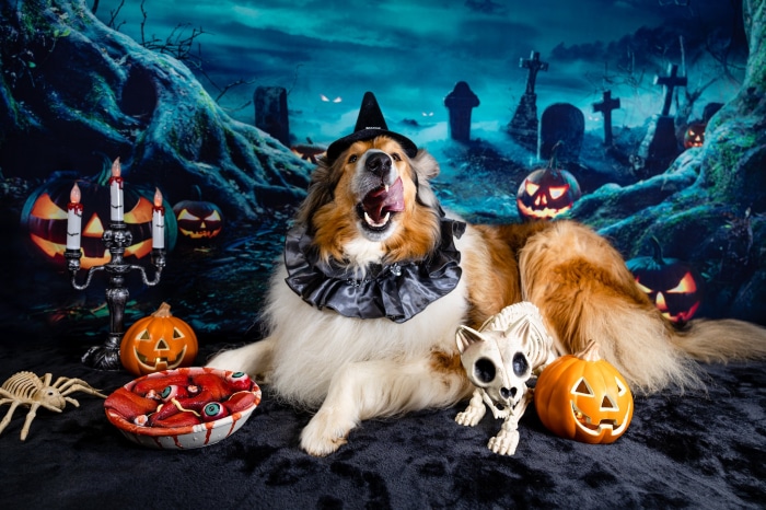 Dog in Halloween Costume with Jack-O-Lanterns