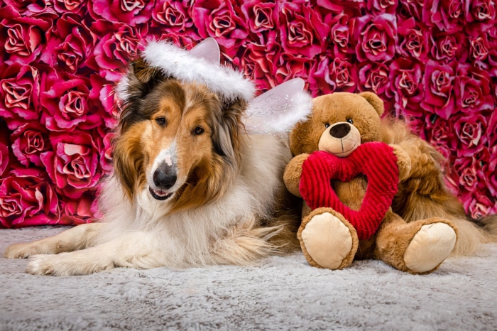 Collie dog with angel wings and teddy bear