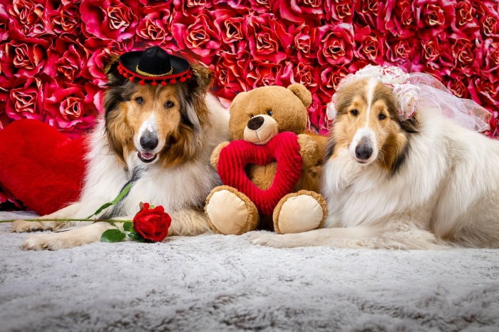 Two collies with a teddy bear and roses