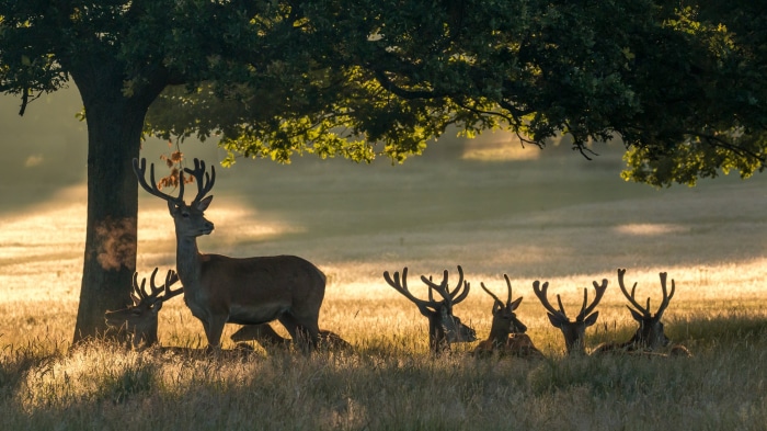 Deer under a tree at sunrise