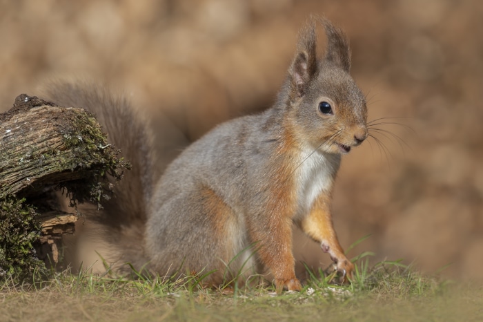 Red Squirrel on the Ground 4K