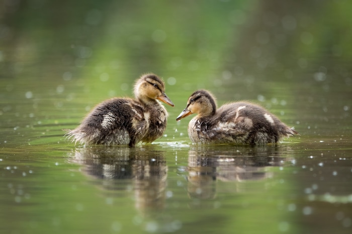 Two ducklings swimming in a pond