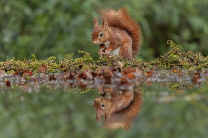 Red Squirrel Reflected in Water