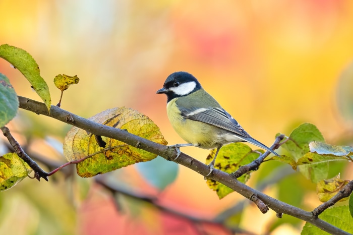 Great Titmouse on a Branch in Autumn