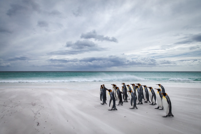 A group of king penguins on a beach