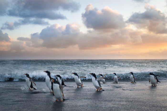 Penguins on a beach at sunset