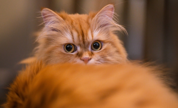 Orange fluffy cat peeking over a surface