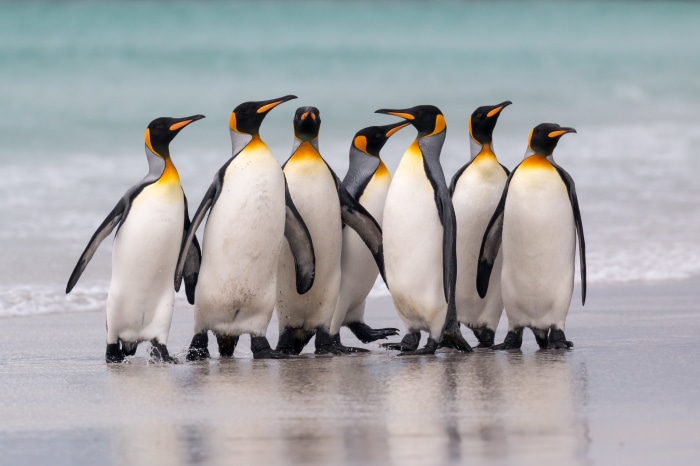 King Penguins on a Beach