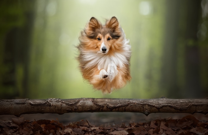 Shetland Sheepdog jumping over a log