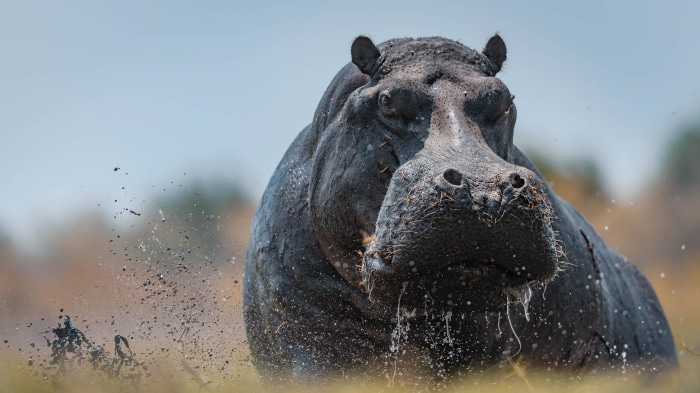 Close-up of a Hippo in Water