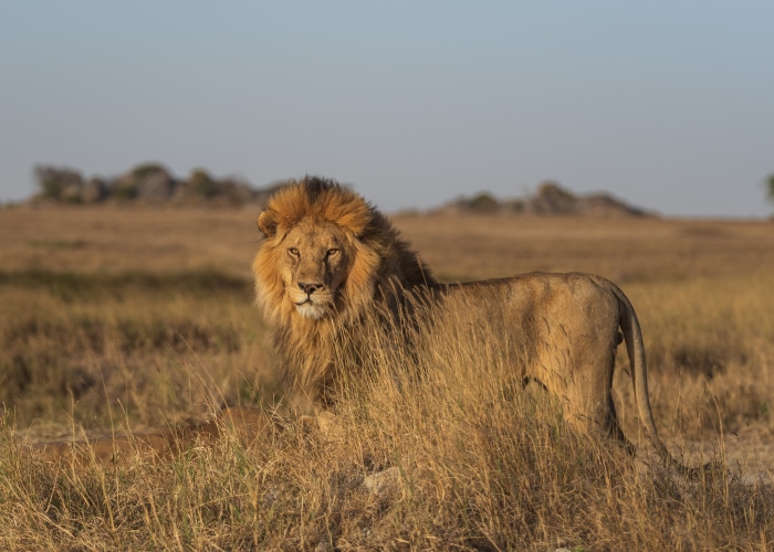 Lion in the Serengeti