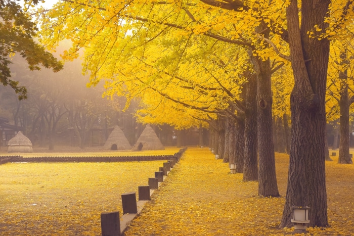 Autumn path with yellow ginkgo trees and thatched huts