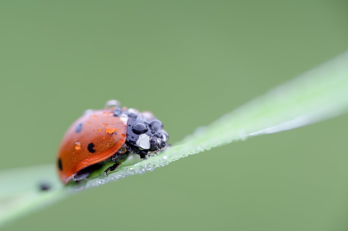Ladybug with water droplets on a blade of grass