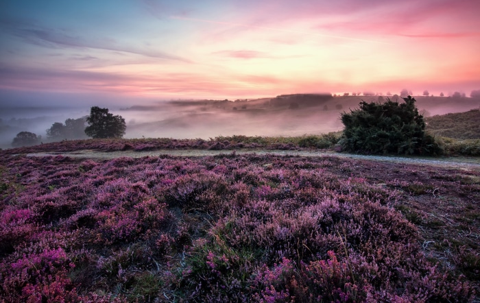 Misty Heather Landscape at Sunset