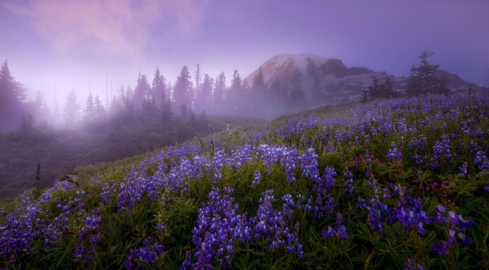 Purple lupine flowers on a foggy mountain slope