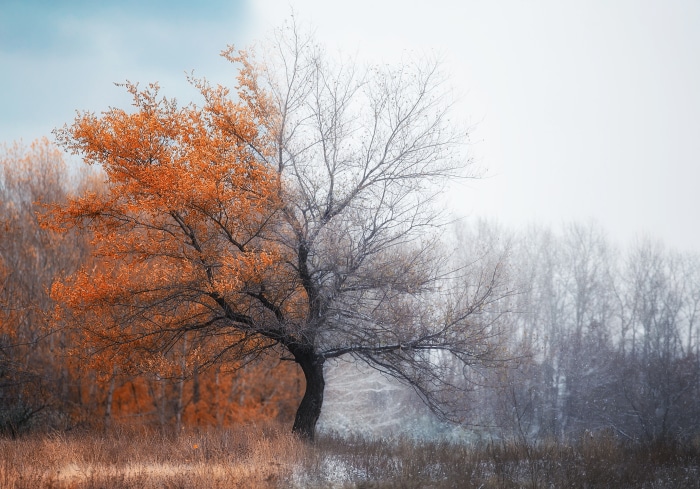 Tree with autumn leaves and bare branches in winter