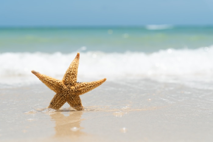 Starfish on a Beach