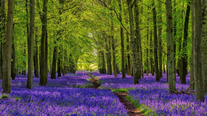 A winding path through a forest carpeted with bluebells
