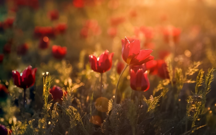 Red Tulips in Golden Sunlight