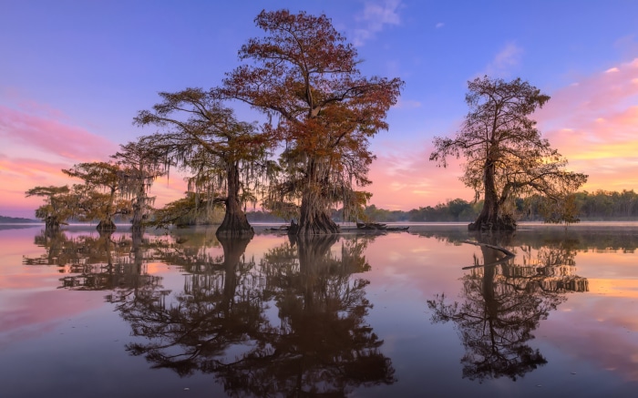 Cypress trees reflected in a lake at sunrise