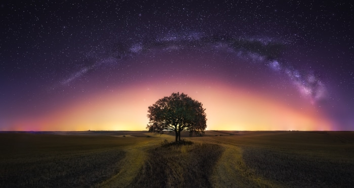 Tree under the Milky Way