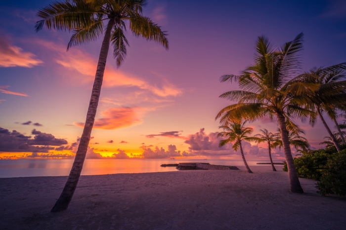 Beach with palm trees at sunset