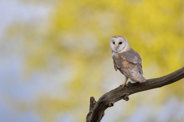 Barn Owl perched on a branch
