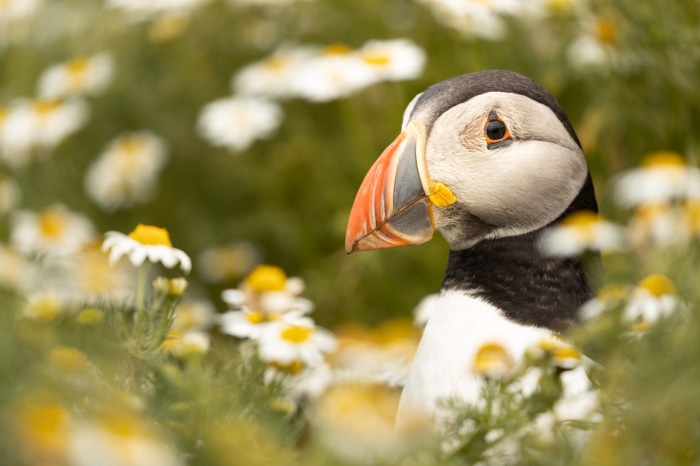 Puffin bird in a field of daisies
