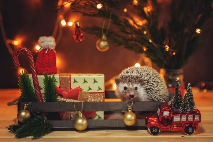 Hedgehog with Christmas decorations