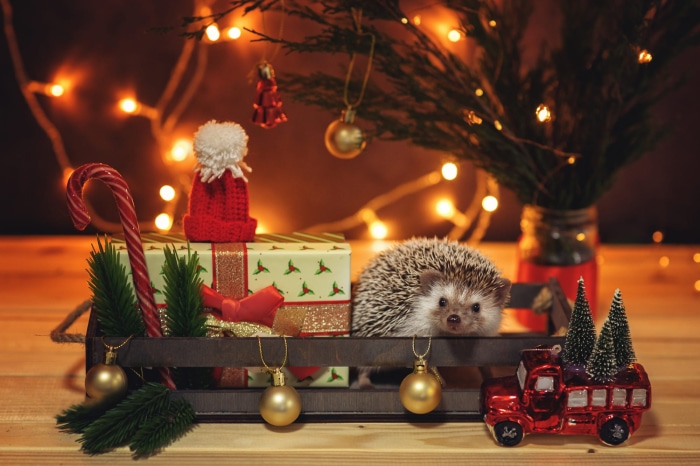 Hedgehog with Christmas decorations